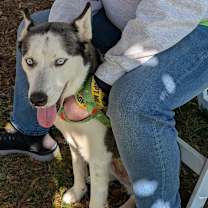 Thumbnail photo of Shelby #3