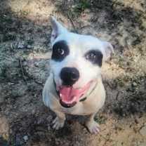 Thumbnail photo of Rocky #3