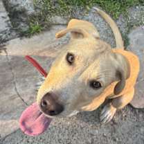 Thumbnail photo of Canelo #1