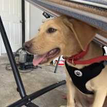 Thumbnail photo of Canelo #2