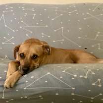 Thumbnail photo of Rocky #1