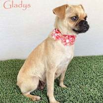Thumbnail photo of Gladys #1