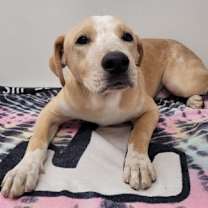 adopt-pet