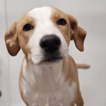 adopt-pet