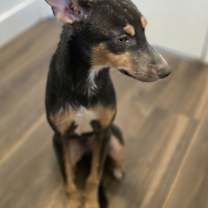 Thumbnail photo of Ollie #4