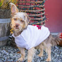 Thumbnail photo of Mylo #1