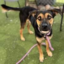 adopt-pet