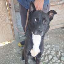 Thumbnail photo of Stevie #1