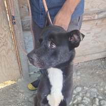 Thumbnail photo of Stevie #2