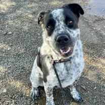 adopt-pet