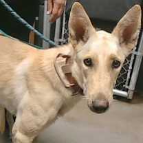 adopt-pet