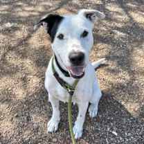 adopt-pet
