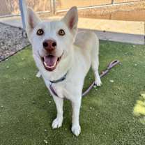 adopt-pet