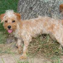 Thumbnail photo of Tune #4