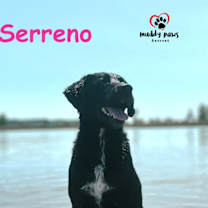 Thumbnail photo of Serreno (Courtesy Post) #1