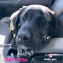 Thumbnail photo of Serreno (Courtesy Post) #2