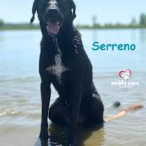 Thumbnail photo of Serreno (Courtesy Post) #3