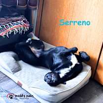 Thumbnail photo of Serreno (Courtesy Post) #4