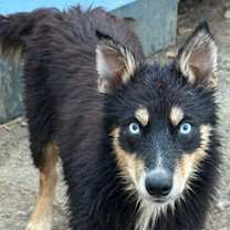 Thumbnail photo of Firefly #1