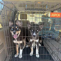 Thumbnail photo of Firefly #2