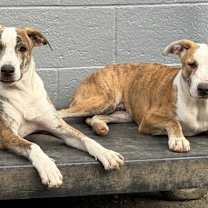 Thumbnail photo of Beetle Bug #4