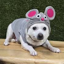 Thumbnail photo of Daisy #4