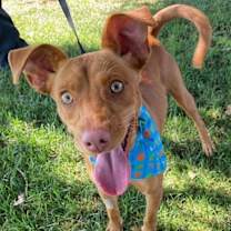 Thumbnail photo of Taco #2