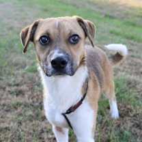 Thumbnail photo of Pup Jack #1