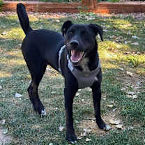 Thumbnail photo of Rudy #1