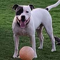 Thumbnail photo of Petey D #4