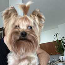 Thumbnail photo of Pansie #1