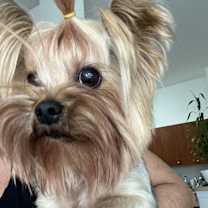 Thumbnail photo of Pansie #2