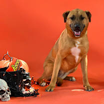 Thumbnail photo of Ginger #1