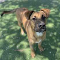 Thumbnail photo of Ginger #2