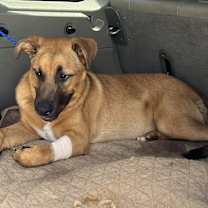 Thumbnail photo of Ginger #3