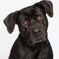 Thumbnail photo of Boston #1