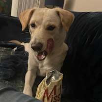 adopt-pet
