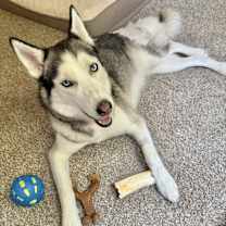 Thumbnail photo of Huxley #1