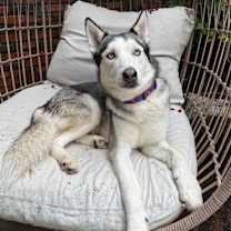 Thumbnail photo of Huxley #2