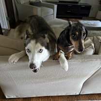 Thumbnail photo of Huxley #3