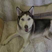 Thumbnail photo of Huxley #4