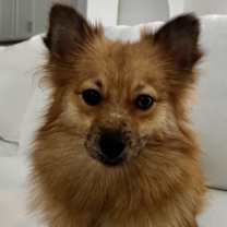 Thumbnail photo of Loves to Cuddle! #3