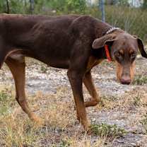 Thumbnail photo of Houston #4