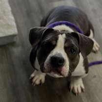 Thumbnail photo of Feta #3