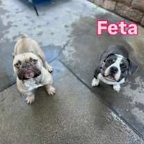 Thumbnail photo of Feta #4