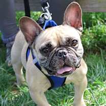 Thumbnail photo of Nugget #1