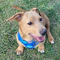 Thumbnail photo of Scrappy #3