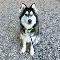 adopt-pet