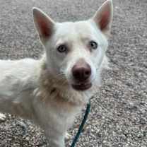 adopt-pet