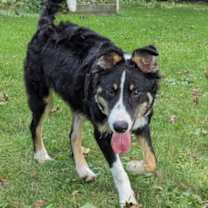 adopt-pet
